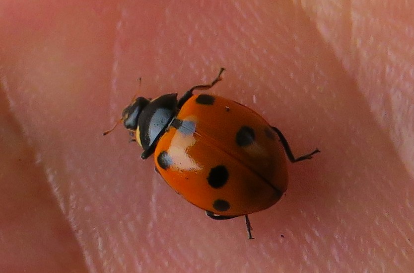 coccinella comune? No, Hippodamia undecimpunctata